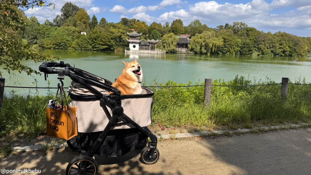2026年中国地方の犬イベント一覧【随時更新】|ドッグフェス・マルシェ・撮影会