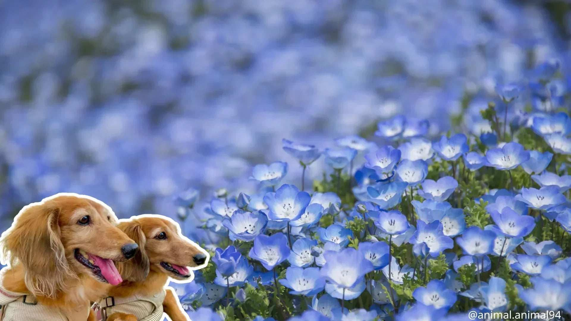 関東近郊の犬同伴OKの花畑