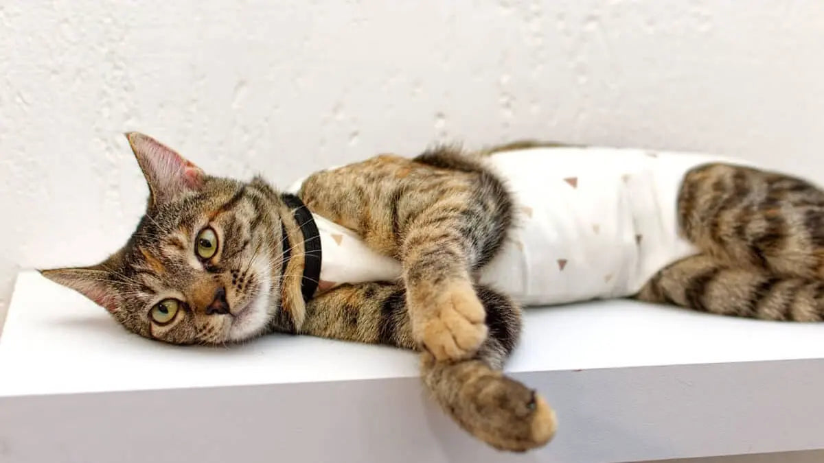 猫の去勢手術
