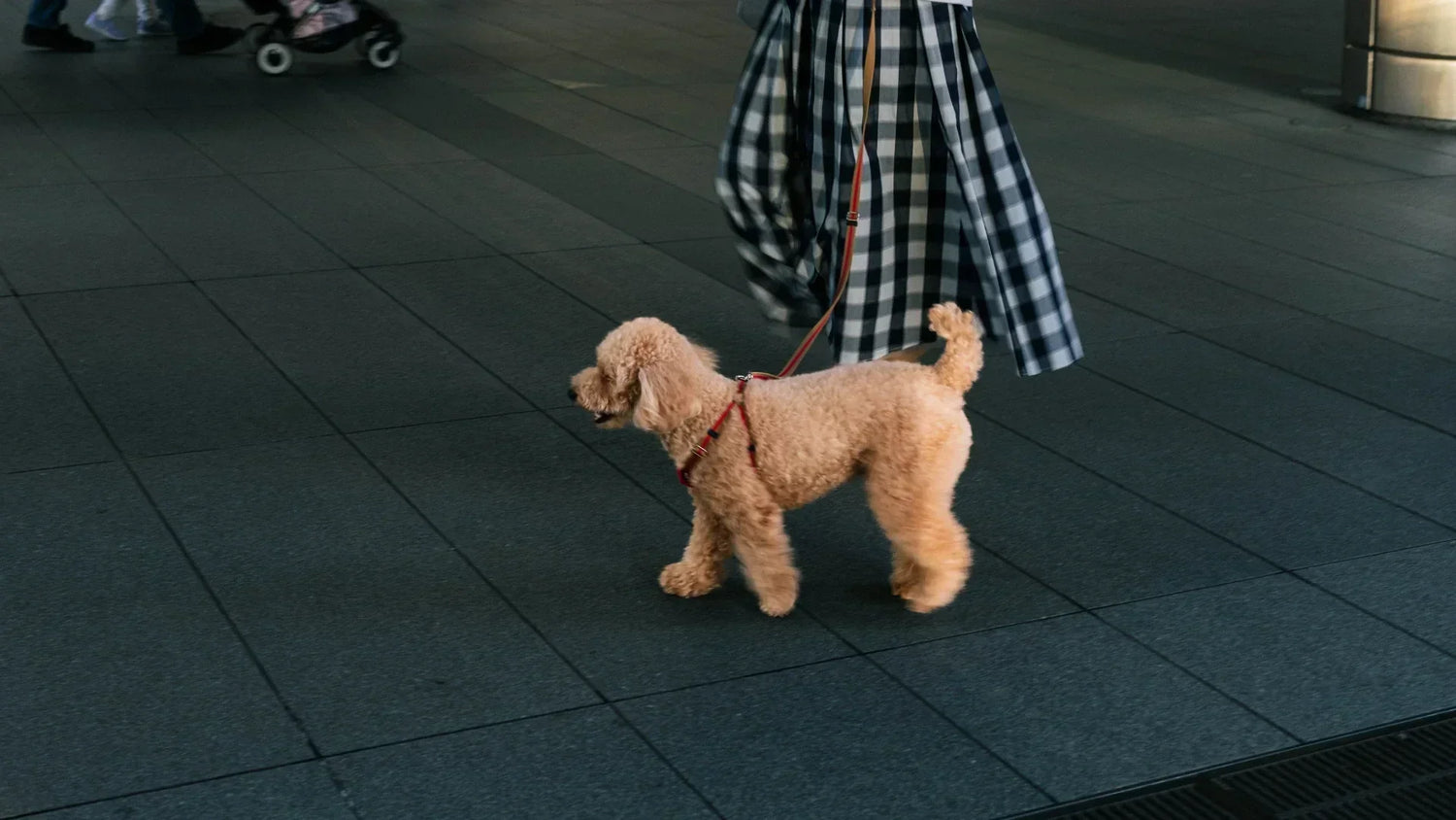 早朝の涼しい時間帯に散歩をする犬