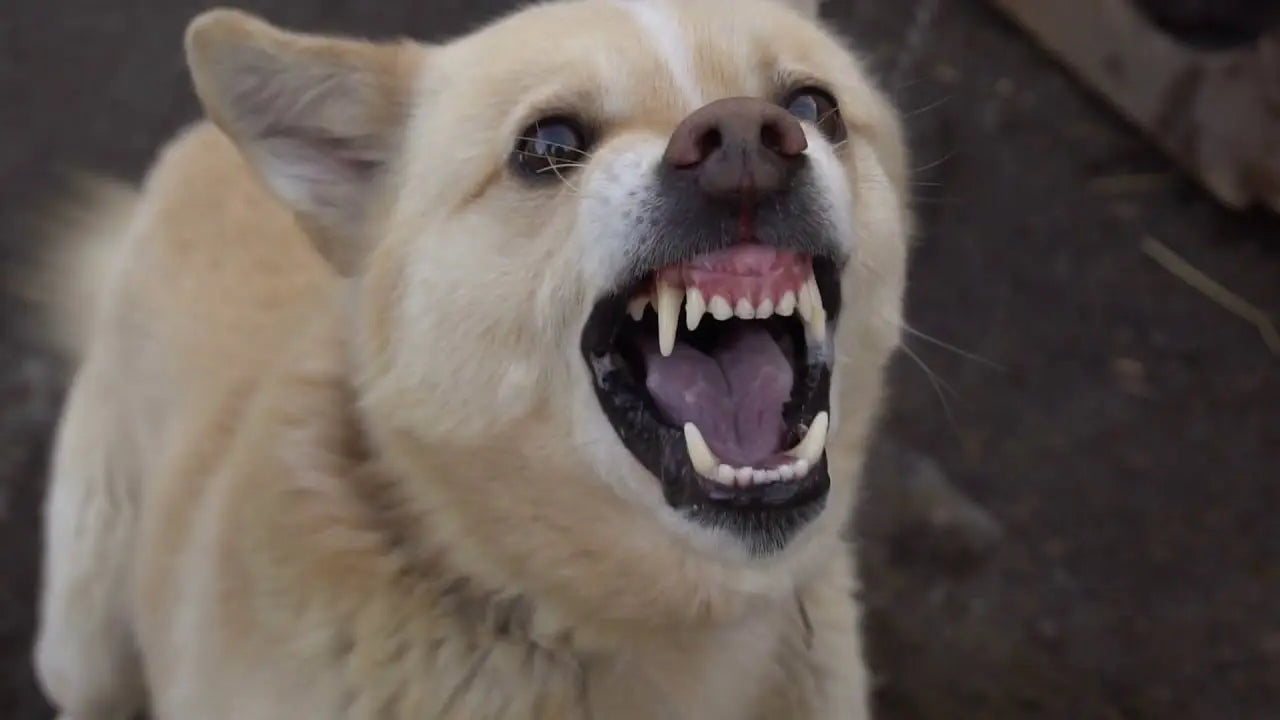 犬の反抗期
