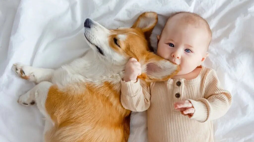 赤ちゃんと犬