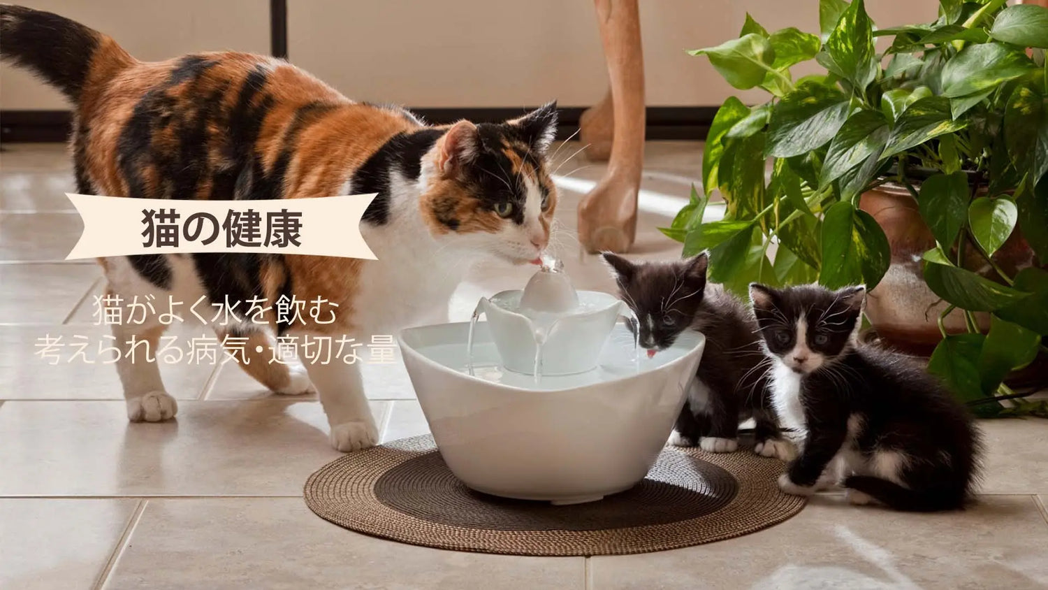 猫が水をよく飲む
