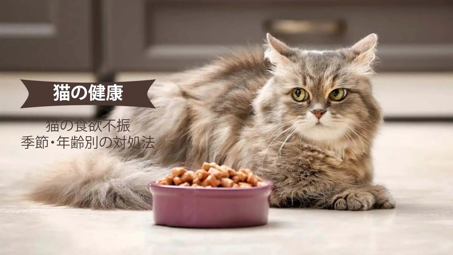 猫の食欲不振