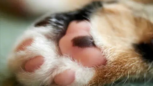 猫のカビ感染症