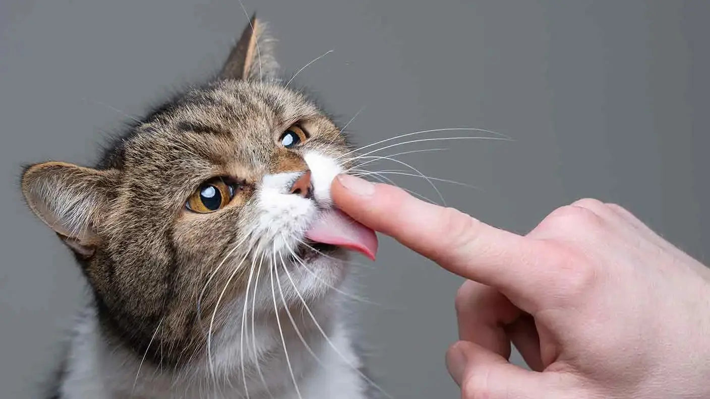 猫が舐めてくる