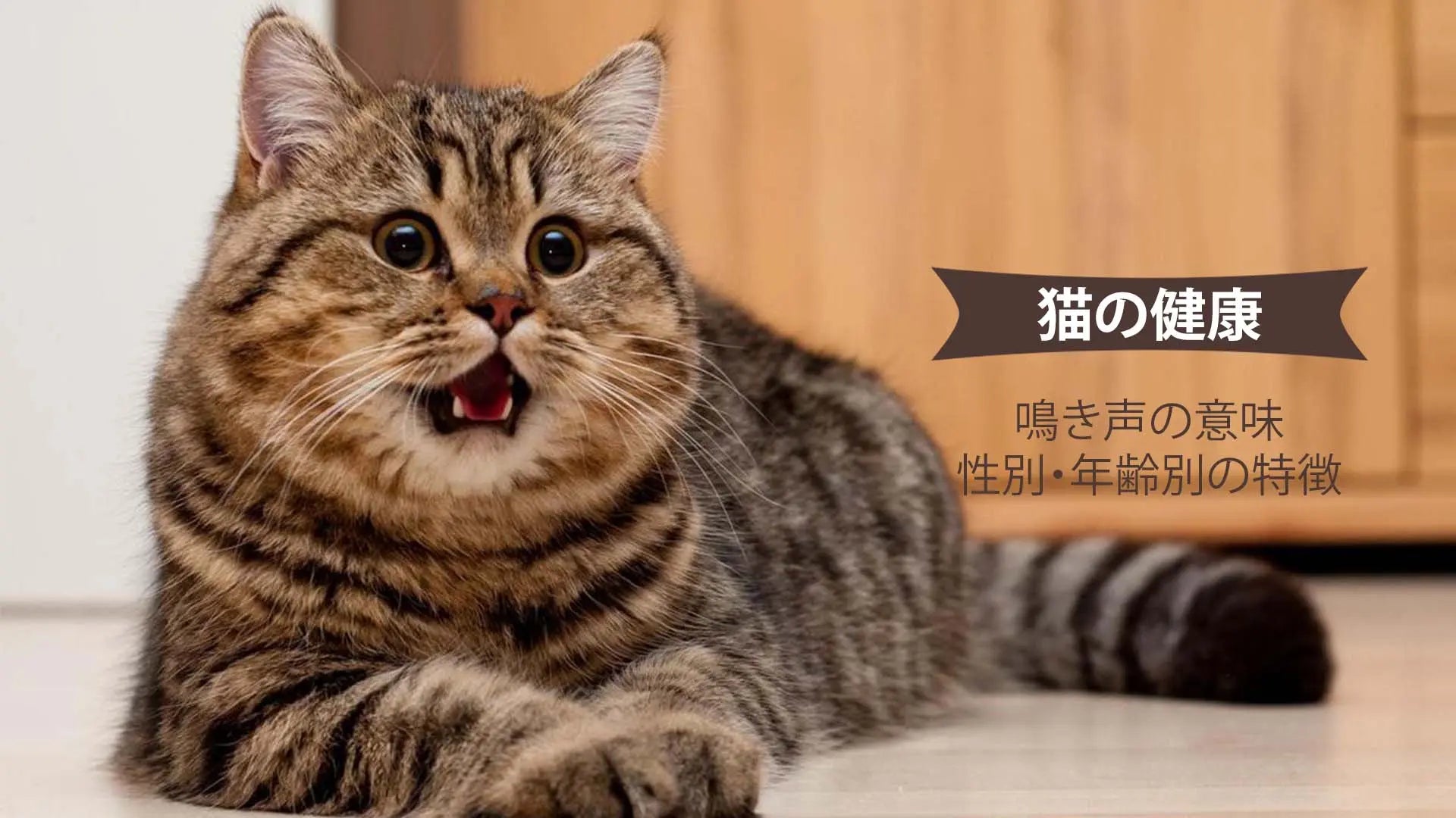 猫の鳴き声の意味