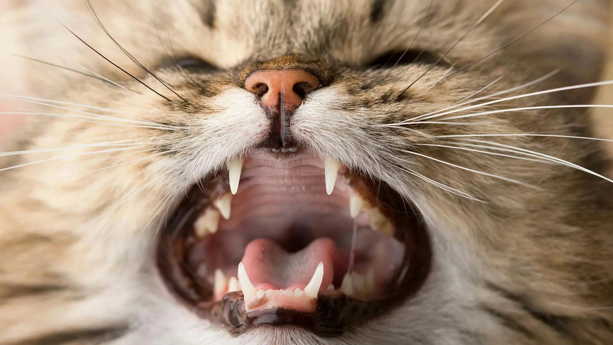 猫の歯