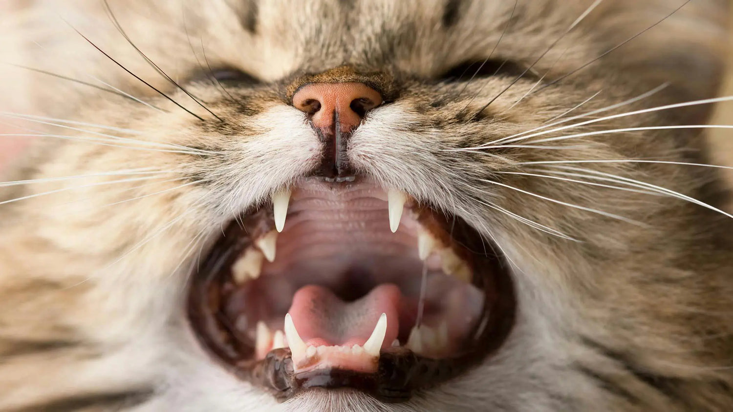 猫の歯周病は何歳から?症状チェックから治療費・予防法まで解説|PETTENA
