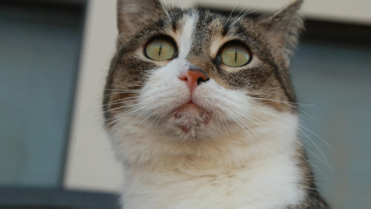 猫の顎の黒い汚れ