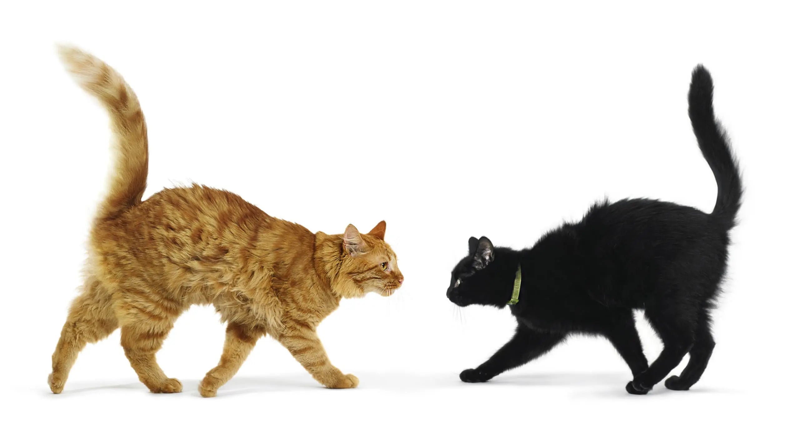 猫のしっぽが膨らむ