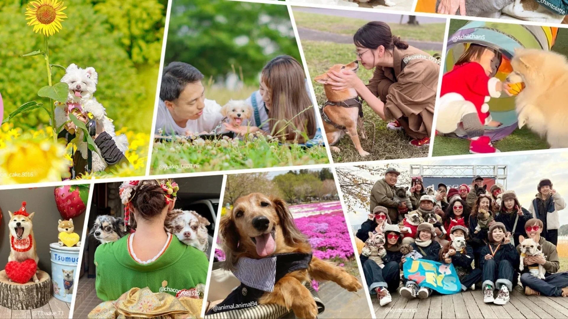 千葉県の犬イベント2026まとめ