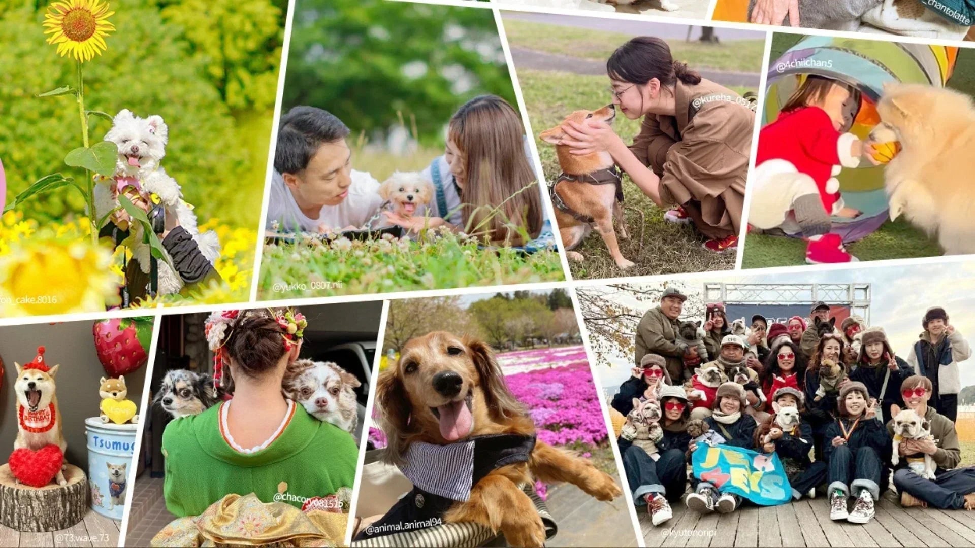 千葉県の犬イベント2026まとめ