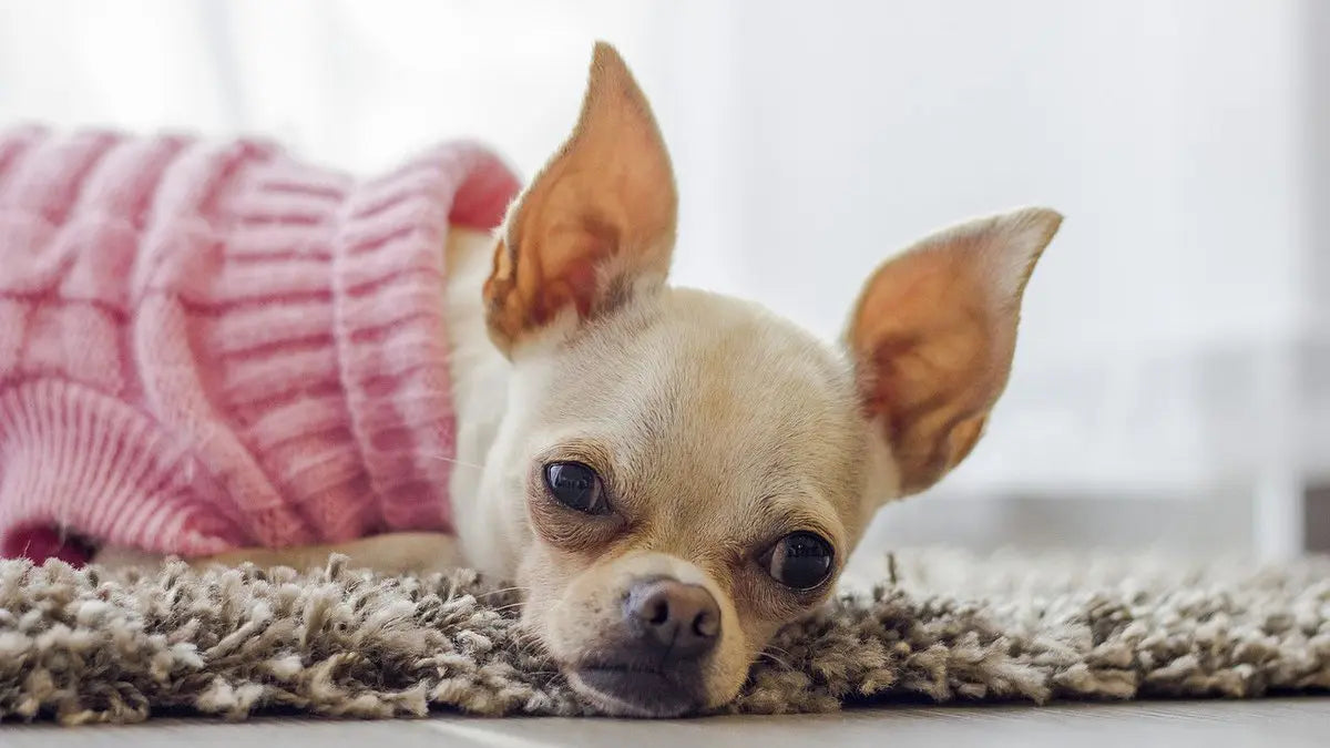 白い泡を吐くチワワ