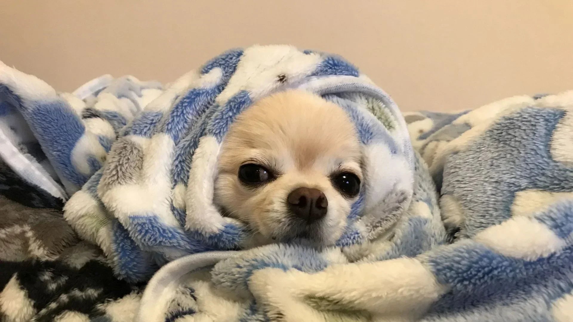 毛布に潜り込み、顔だけ出して眠っている犬