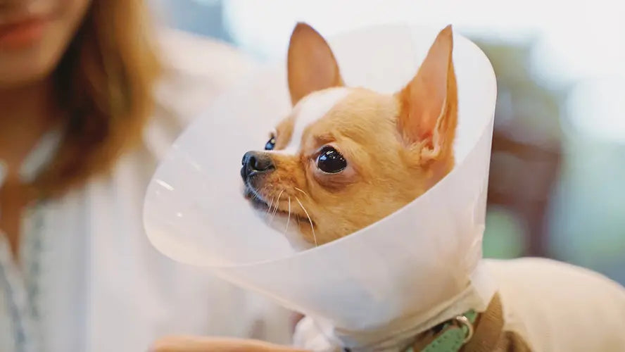 犬の避妊手術