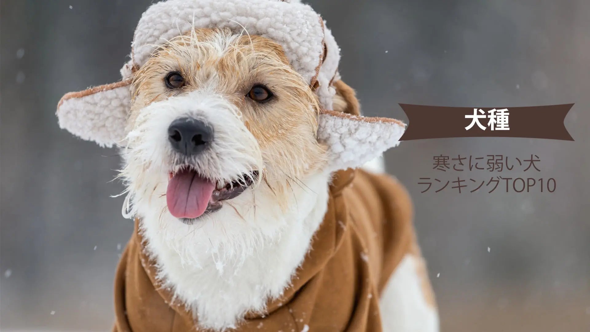 寒さに弱い犬