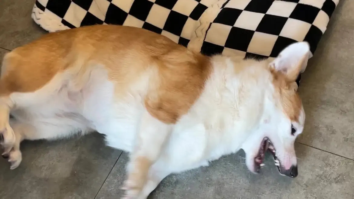 犬のてんかん