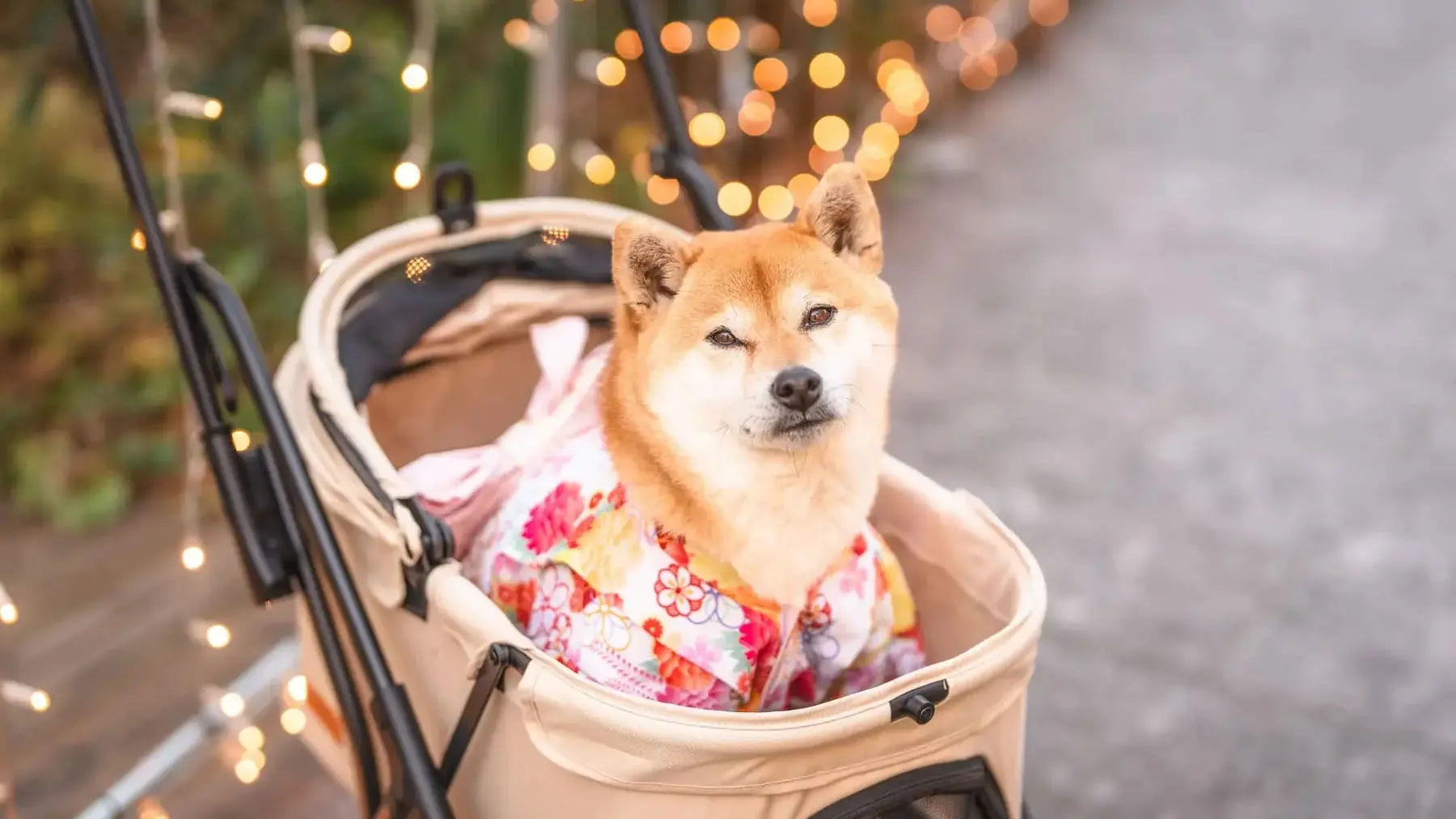 柴犬むぎと家族の東京散歩、NEWTONで叶える快適カート時間