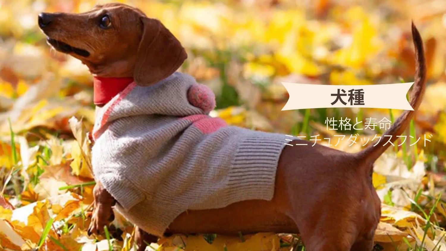 ミニチュアダックスフンド性格と寿命?特徴や飼い方も詳しく解説|PETTENA