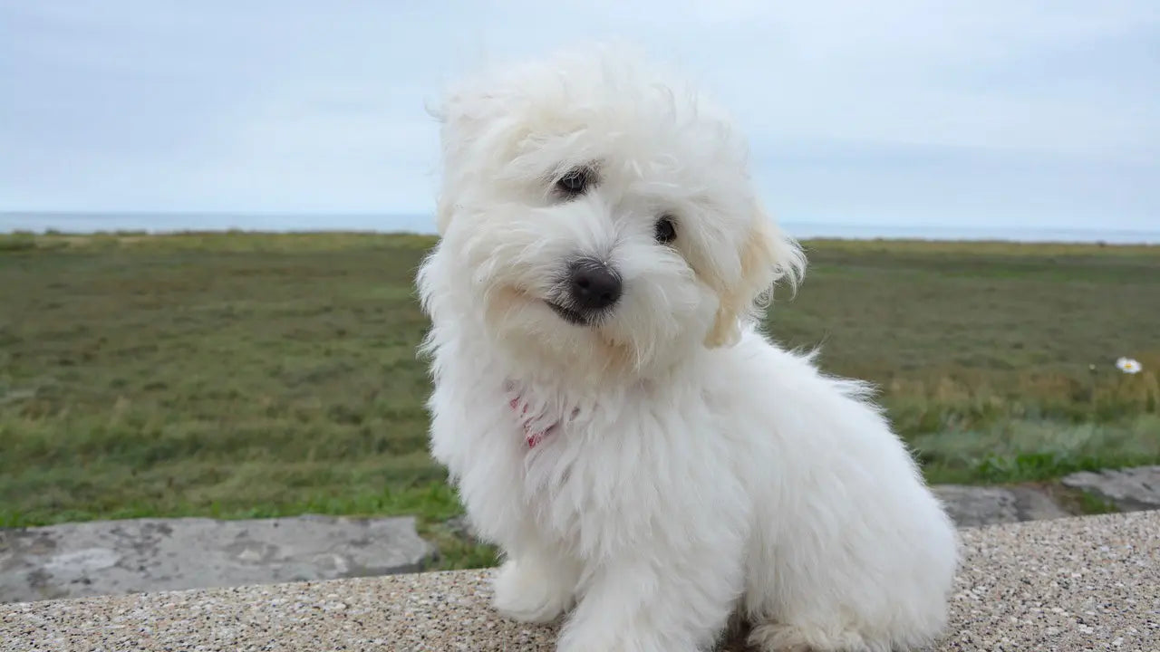 犬の子宮蓄膿症