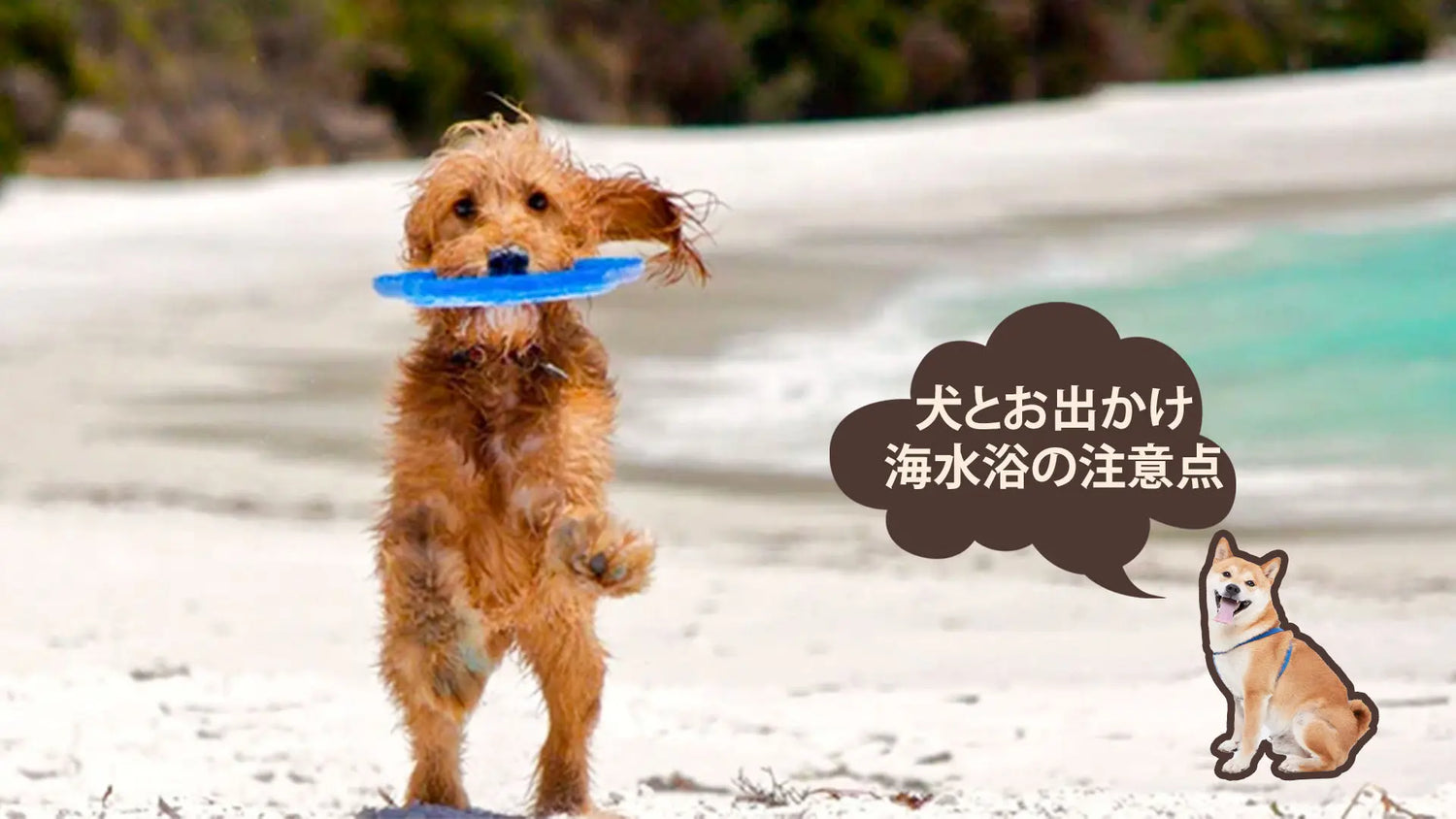 犬は海に入っても大丈夫?海水浴の注意点&必要な準備を徹底解説|PETTENA