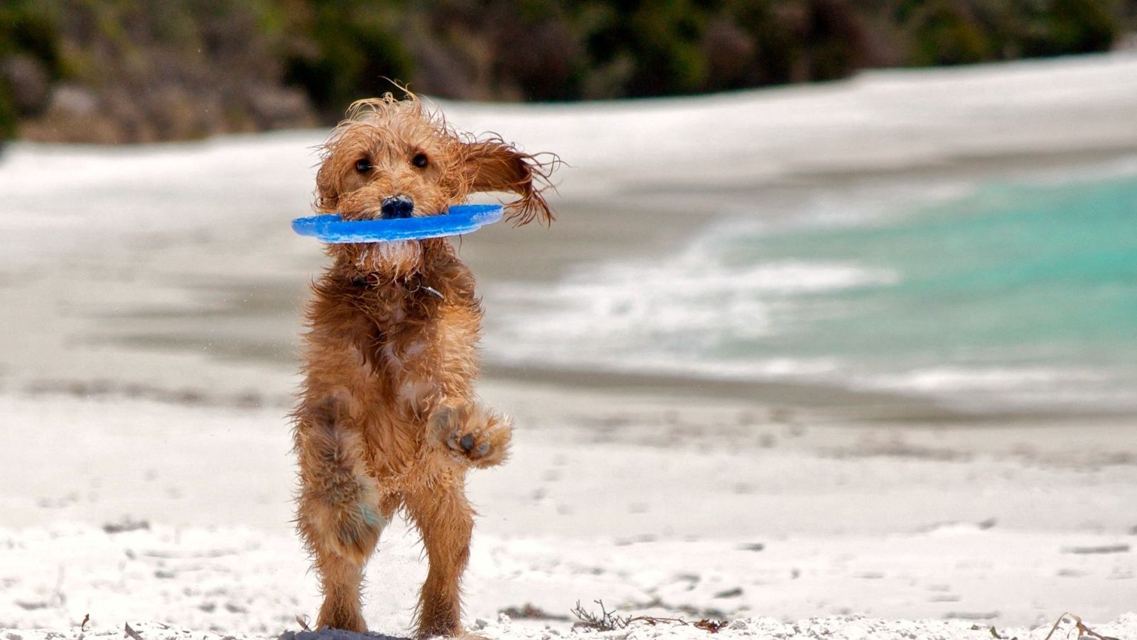 犬と海