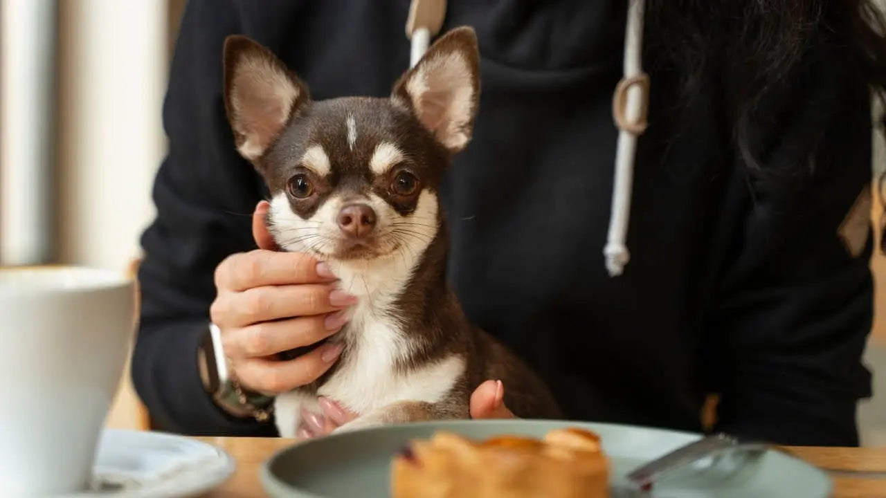 犬カフェのマナー