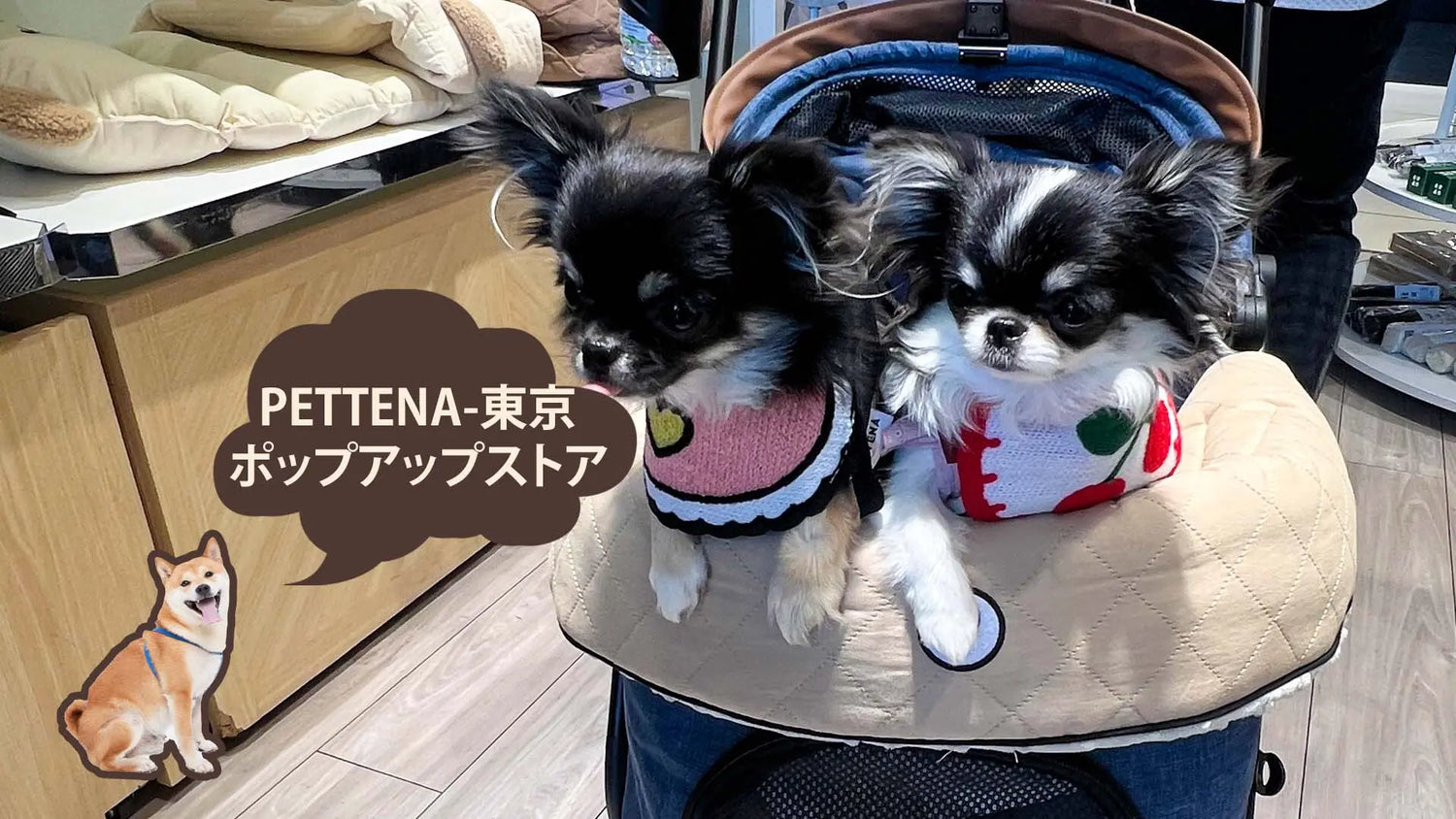 ペットカートを実際に体験!東京ポップアップストアを振り返って|PETTENA