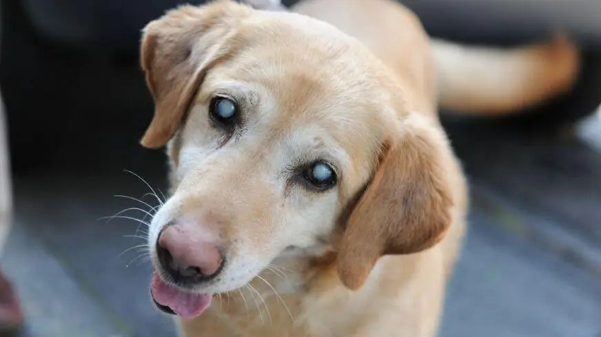 犬白内障の見え方