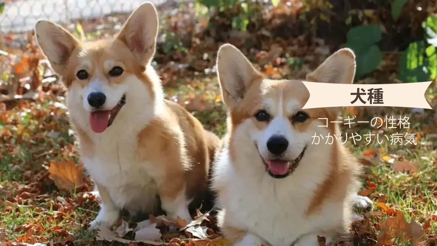 コーギー