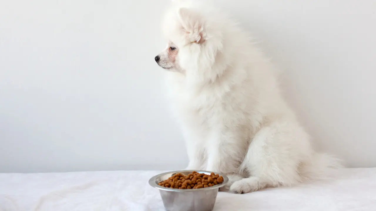 犬の肝臓の数値が高いときの食事管理|NG食材・療法食の選び方・簡単手作りレシピ