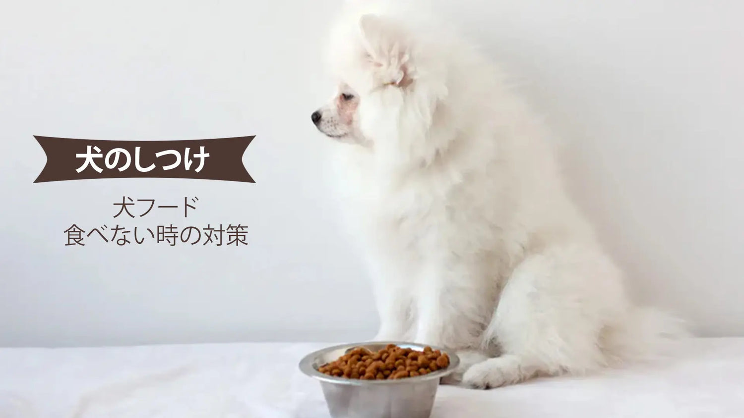 犬フードを食べない