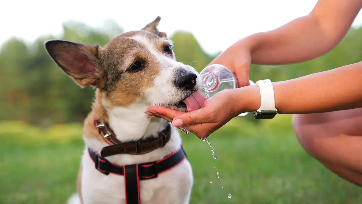 犬が水をよく飲む