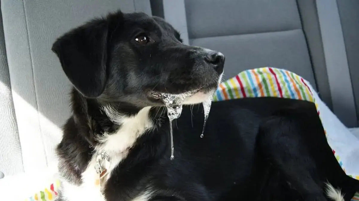 犬が車酔いする
