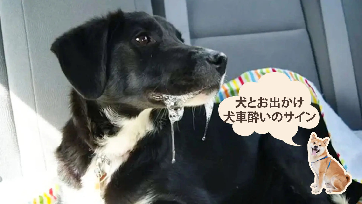 犬が車酔いしているサイン