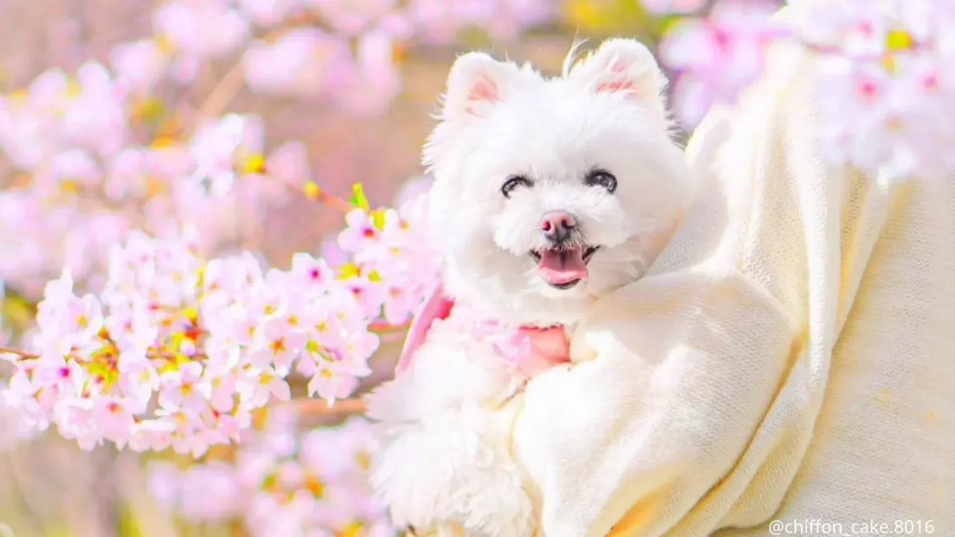 GWに行きたい犬イベント