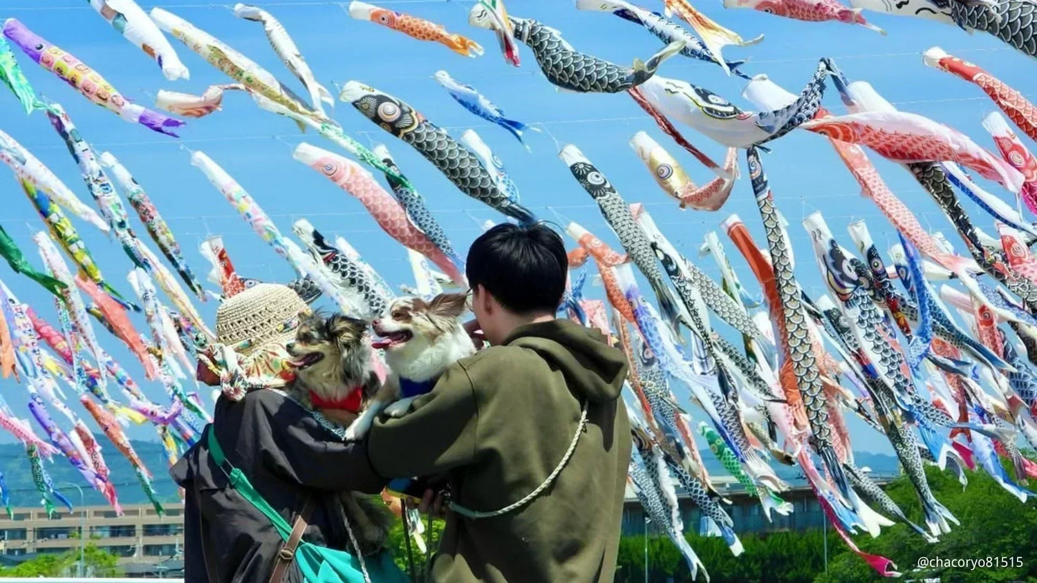 神奈川県の犬イベント特集