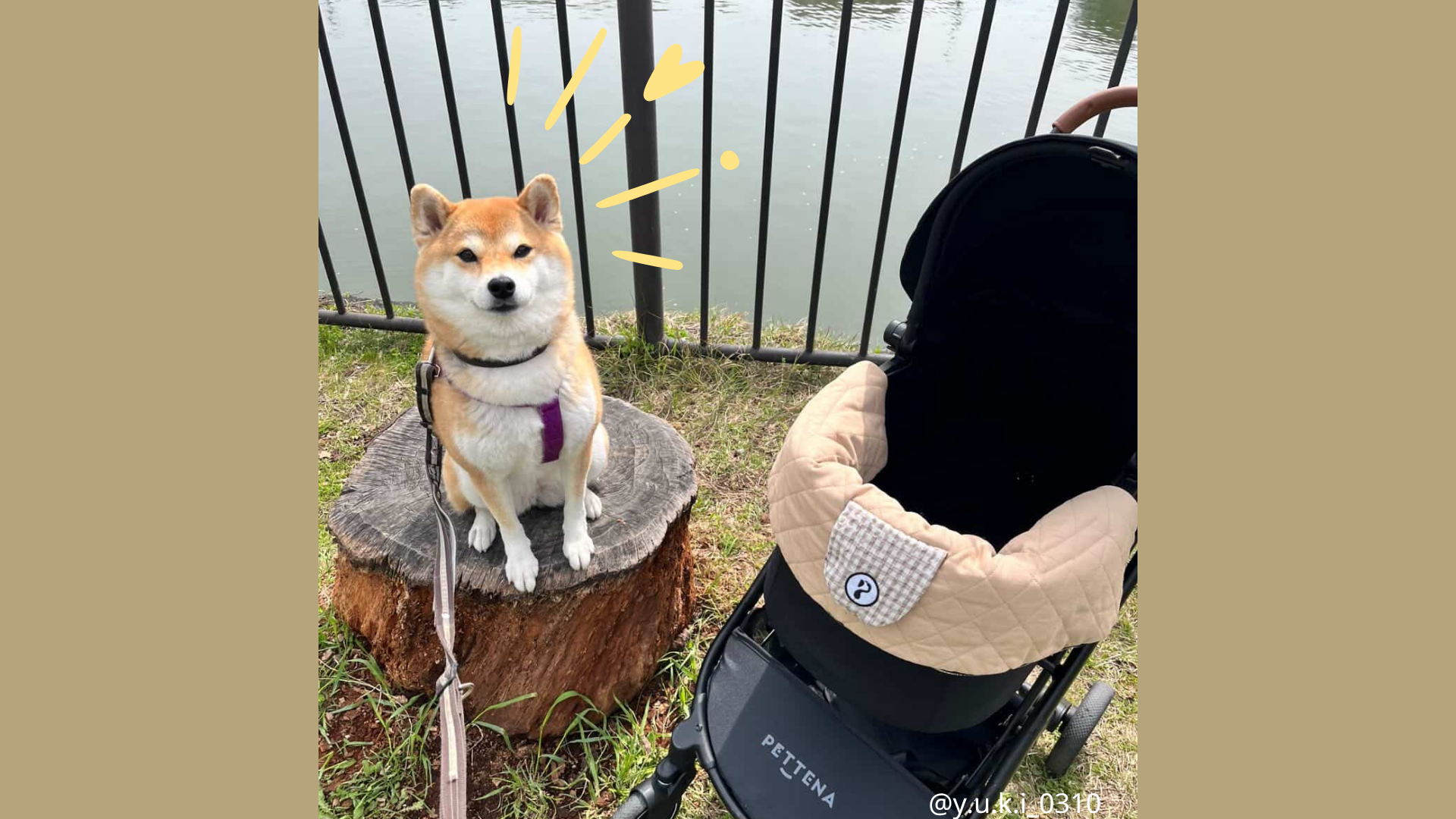 犬イベントに行く柴犬