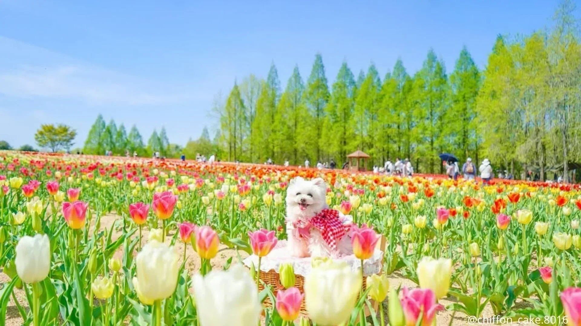 大阪の犬イベント