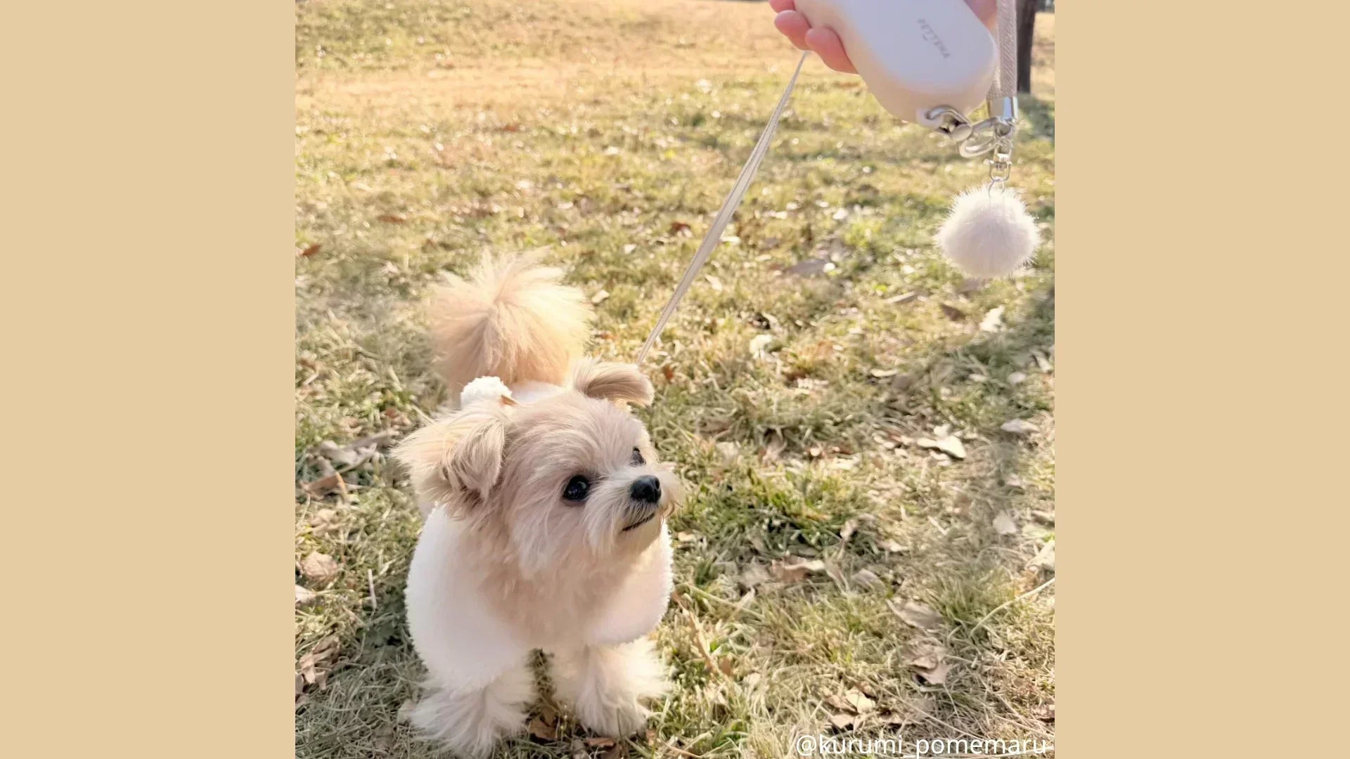 中国地方の犬イベント