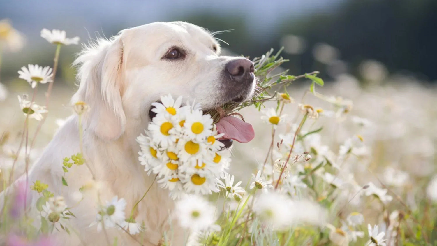 犬がくしゃみをしている様子。花粉症や鼻の違和感でくしゃみが出ているイラスト
