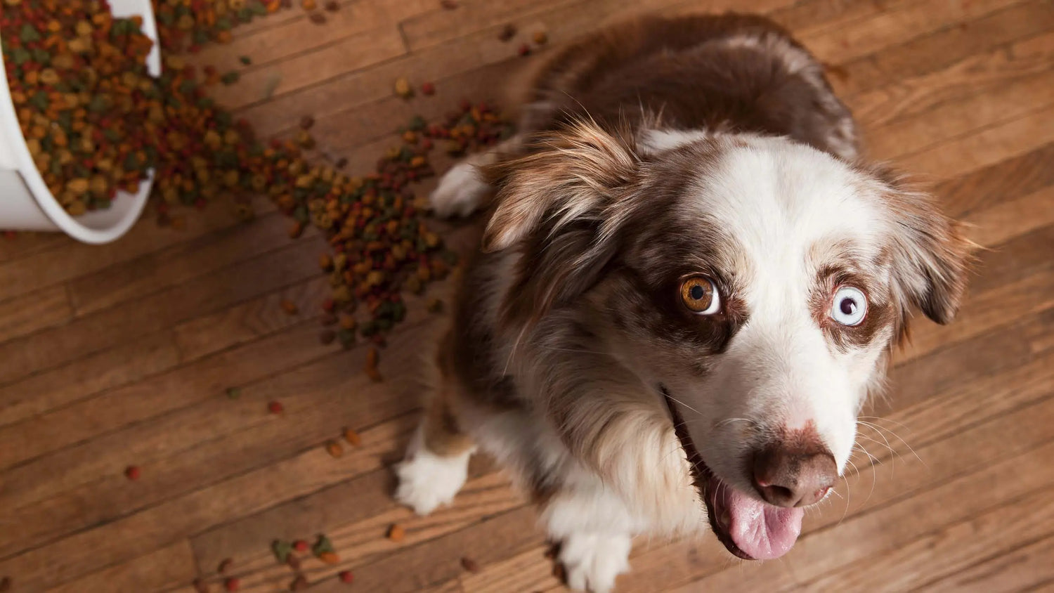 犬がドッグフードを吐く
