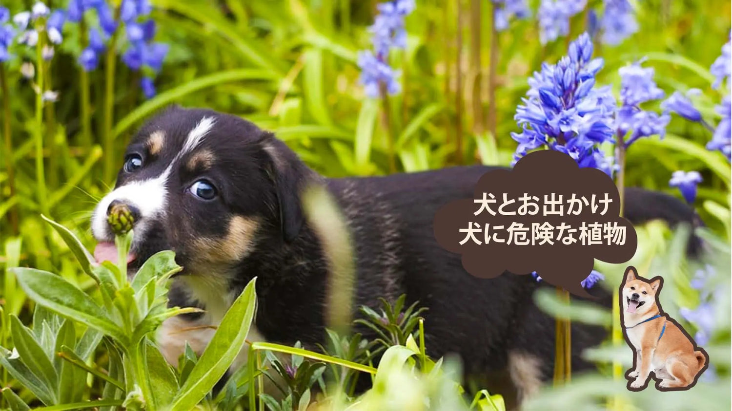 犬にとって危険な植物とは?散歩やお家で気を付けたい花・観葉植物・野菜26選|PETTENA