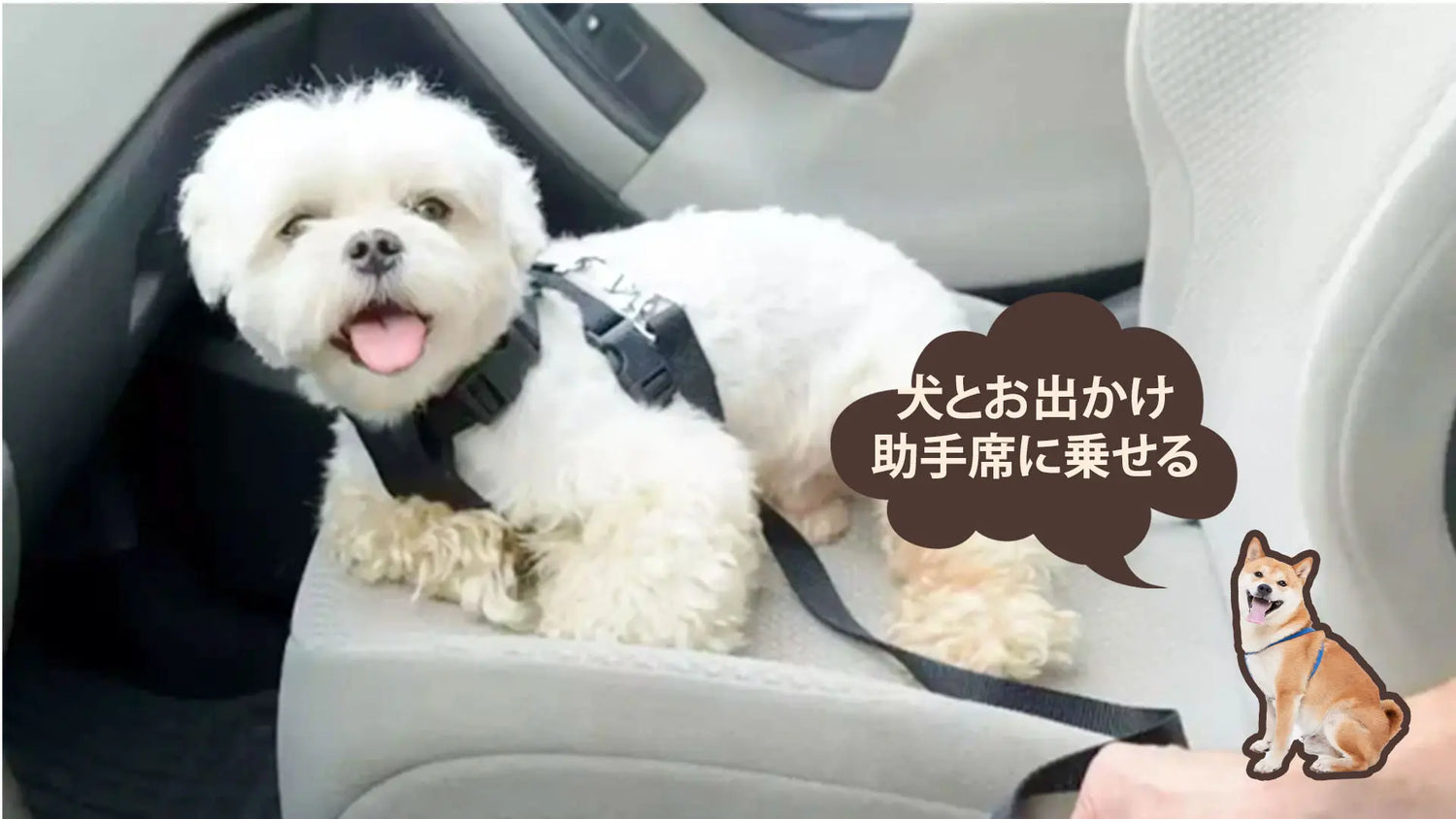 犬を助手席に乗せる