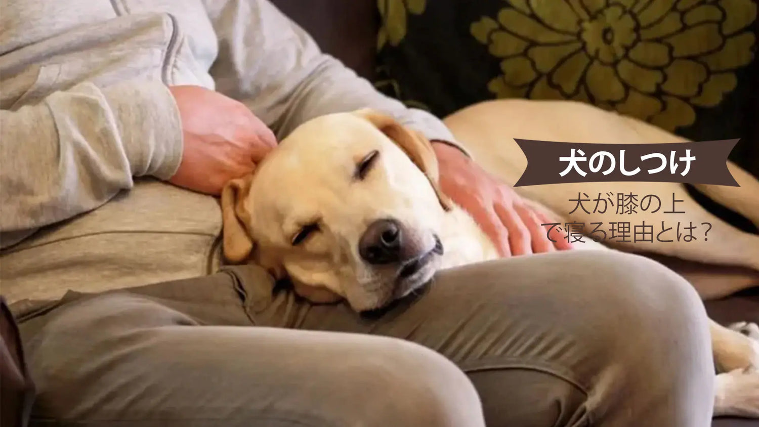 犬が膝の上で寝る