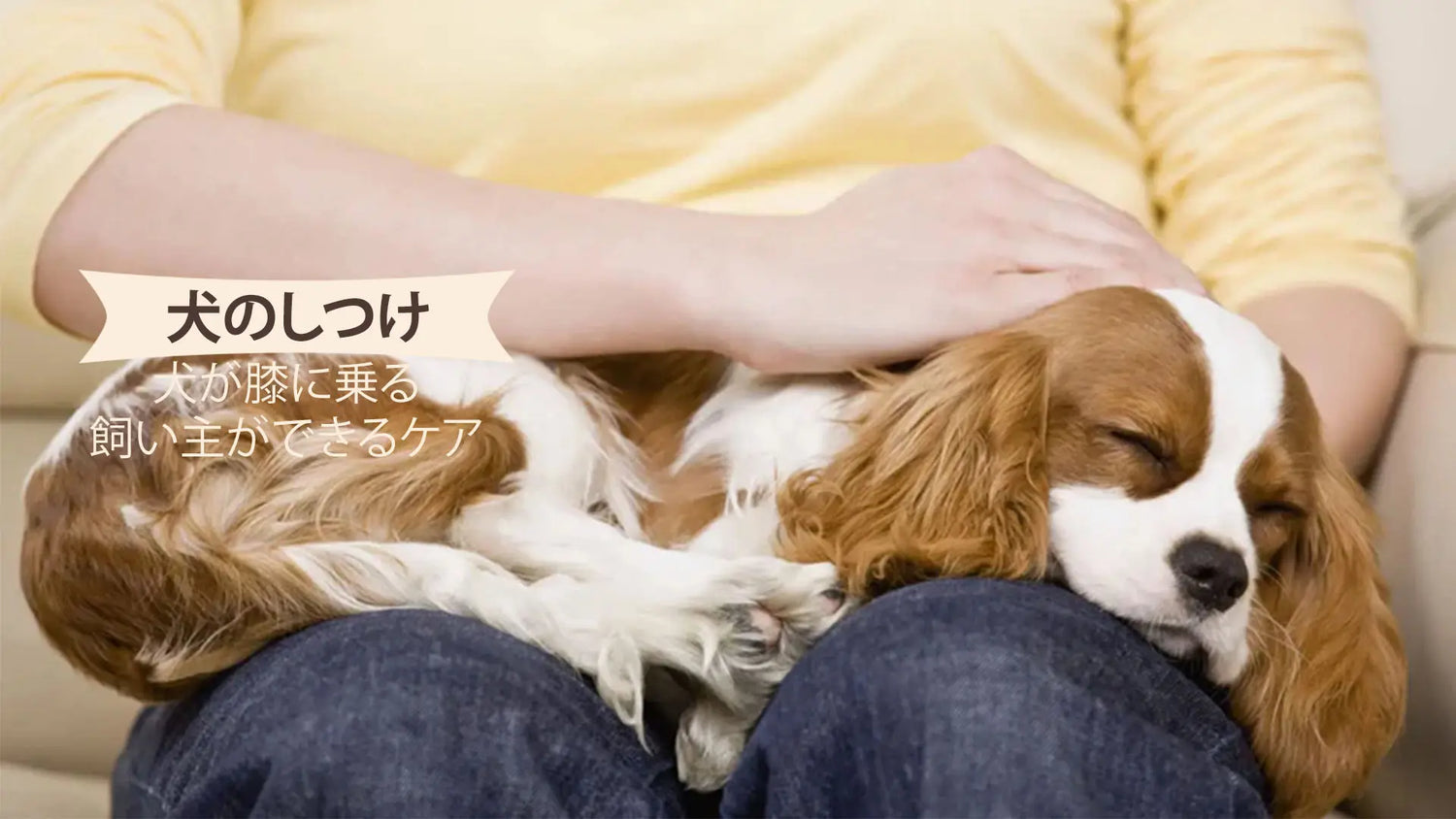 犬が膝に乗る理由