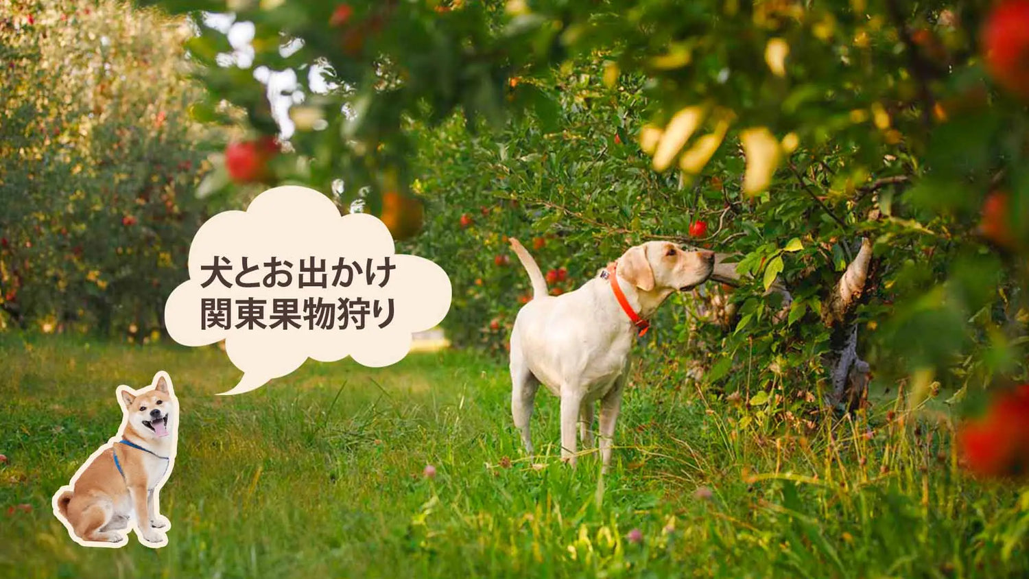 ペット同伴OKの果物狩りスポット