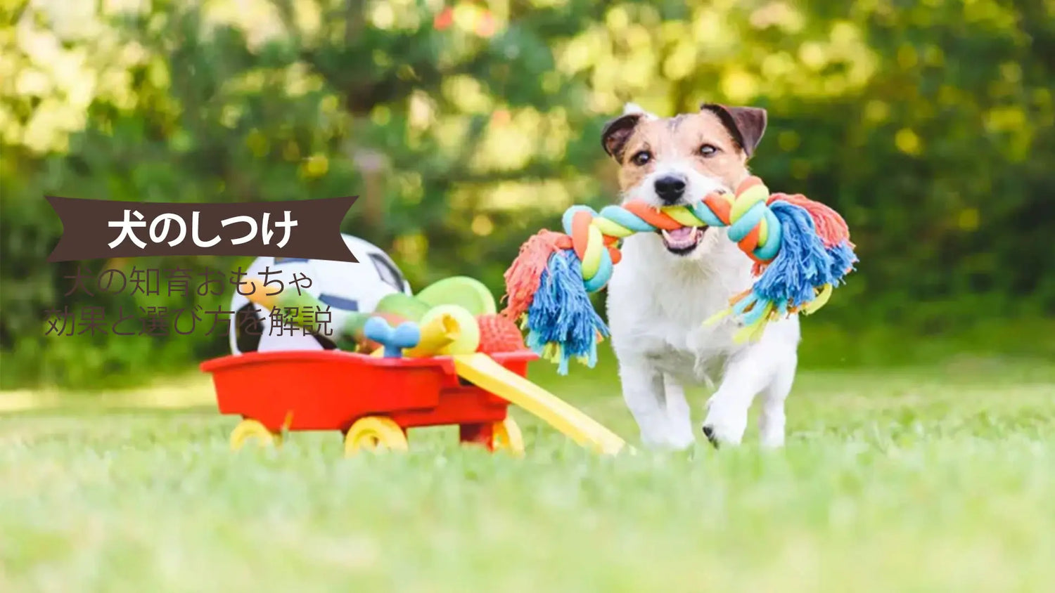 犬の知育おもちゃ