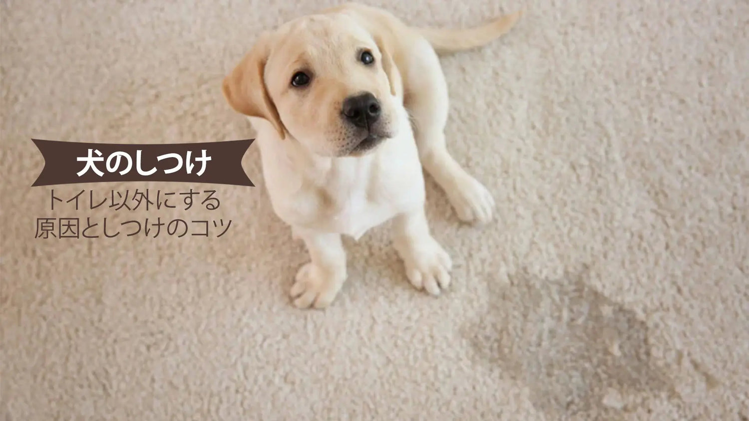 犬がトイレ以外でする